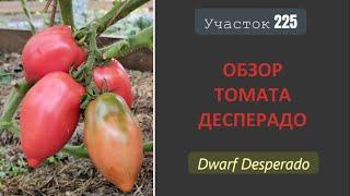 Томатный гном Десперадо. Отчаянно хорош!