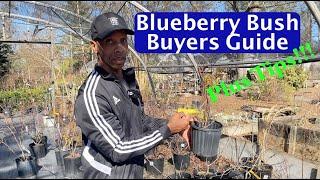 Blueberry Bush Buyers Guide and Tips