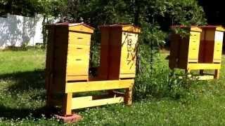 Donna's Adventures in Beekeeping - Checking the Honey Supers - Hives 1 and 3