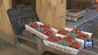 It's strawberry picking season in Massachusetts