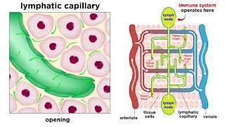 The Circulatory System Part 3: The Lymphatic System