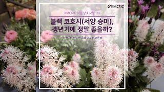 [KMCRIC 약물상호작용] 블랙 코호시(서양 승마), 갱년기에 정말 좋을까?