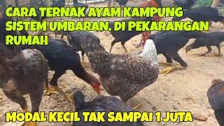 CARA TERNAK AYAM KAMPUNG SISTEM UMBARAN, DI PEKARANGAN RUMAH || MODAL KECIL TAK SAMPAI 1 JUTA