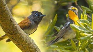 All the cute and rare birds are here! The birds seen at the Southernmost island of Korea