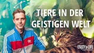 Tiere in der geistigen Welt! Sehe ich mein Haustier im Jenseits wieder?