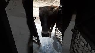 Jai gau Mata jai gopal ️#varanasi #krishna