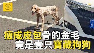 被主人抛棄的金毛犬，流浪街頭瘦成皮包骨，帶回家後感覺檢到寶，這真的是壹只寶藏狗狗