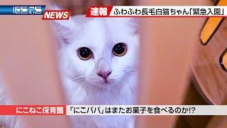 【にこねこ速報】ご入園ラッシュ！！美しく可憐な新入生