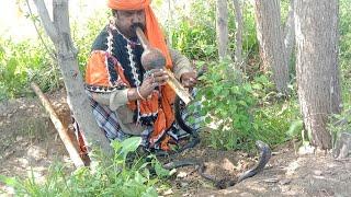 king cobra tv|Big black cobra snake catching the JoGi|Ustad Mansoor JoGi| Naag jogi amazing video