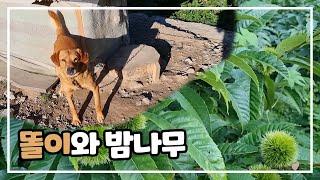 똘이와 밤나무 / 산스님의 산골짜기 힐링 영상