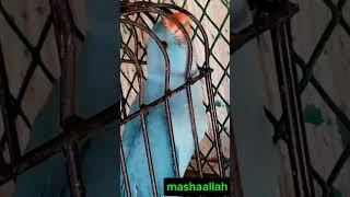 blue parrot #bird #short#youtube #ytstudio #love #Arham's vlog