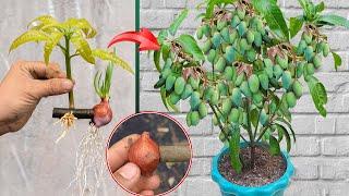 SUMMARY OF TECHNIQUES for propagating mango trees using onions, papayas, and bananas is super simple