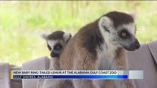 Endangered lemur gives birth at Alabama Gulf Coast Zoo