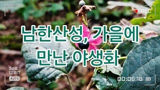 금암산 남한산성에서 만난 가을 야생화 🫡 2024년 9월