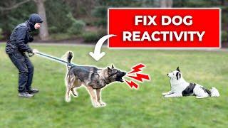 How We Fix LEASH REACTIVITY Towards Dogs (Stop Barking and Lunging)