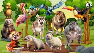 Bustling Animal World Sounds: Parrot, Toucan, Sheep, Praying Mantis, Otter - Farm Animal