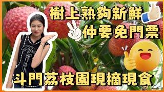 樹上熟荔枝 現摘現食夠曬新鮮 宜家正係荔枝嘅季節 大家gogogo 宜家仲要免門票 最啱一家大細體驗採摘嘅樂趣