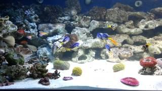 Saltwater fish tank 800 gallons