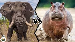 ELEPHANT VS HIPPOPOTAMUS - Who Would Win This Heavy Fight?