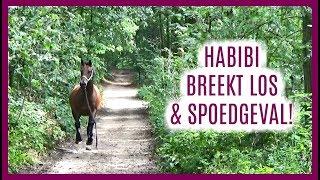 WAT EEN TOESTAND... HABIBI IS TE STERK & SPOEDGEVAL  | snuitable