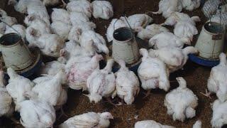 Arif Zafrabadi Vlog live PoultryFarm 30 Days Daily Feed working Subscribe like share 31/5/2025