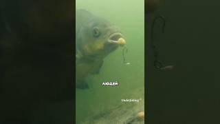 Рыба умнеет #амитеш #рыбалка #биология