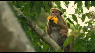 Disneynature’s Monkey Kingdom   Official US Trailer 2 1080p
