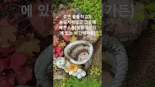 #타샤의정원251#예쁜정원만들기#정원에꼭필요한소품들#국민1500명이뽑은대표정원타샤의정원251