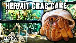 Hermit Crab Care - Advice from Expert