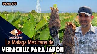 LOS JAPONESES LA DISFRUTAN, México la produce y poco se conoce: LA MALANGA