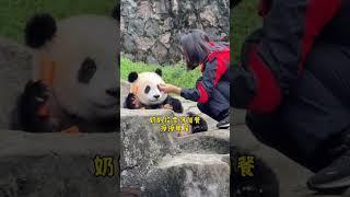 大熊猫雪饼和奶妈的日常奶妈超级爱雪饼宝宝