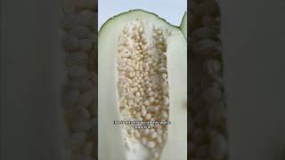 It Only Takes 18 Months To Grow Papaya From Seed…So I Tried It PART 11