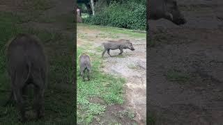 St Lucia’s Resident warthog #shorts #wildlife #short #shortvideo #shortsvideo #shortsviral