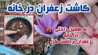 آموزش کاشت پیاز زعفران / همه چیز درباره نحوه کاشت زعفران از کاشت تا آبیاری و نگهداری #زعفران