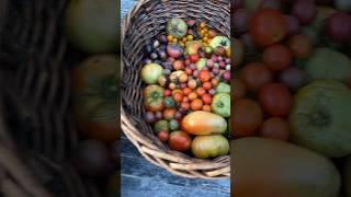 Garden harvest #gardenharvest #garden #growyourownfood #harvesttime #harvest #homegardening