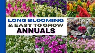 Top 15 Easy Care and Long Blooming Annuals  | 15 Best Annual Flowers That Can Tolerate Full Sun