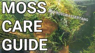 Moss And Süsswassertang Care Guide - Java Moss, Flame Moss, Weeping Moss, Willow Moss Etc.