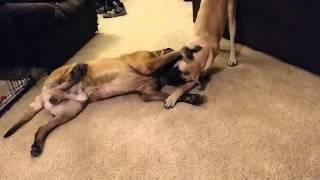 Mastiff vs mastiff