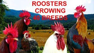 Roosters crowing compilation 40 breeds - Krähruf der Hähne, von 40 verschiedenen Rassen im Vergleich