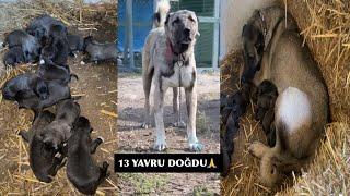 KANGAL RAMBO VE CEYLA YAVRULARININ DOĞACAĞINI İYİ TAHMİN ETTİM