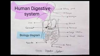 How to Draw Human Digestive system Easily | Human Digestive system Diagram|Biology Important diagram