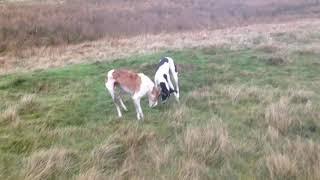 Bolting rabbits to chase and Molly