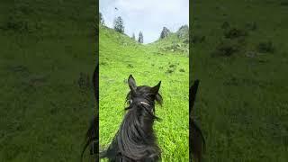 Go with me?  #horse #farming #equestrian #animals #cow #agriculture #mountain #wind #speed