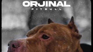 ORJINAL - PITBULL (OFFICIAL MUSIC VIDEO)