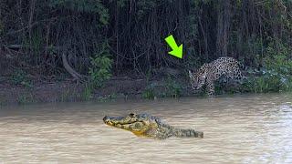 ALLIGATOR IS KILLED BY JAGUAR WITHOUT MERCITY - SEE WHAT HAPPENS