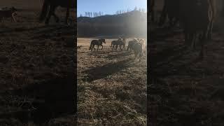 daily routine #horse #equestrian #animals #horsemanship #life #altay #riding #mountains #horselover