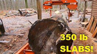 Giant Hickory on the sawmill