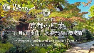 [November 9] Check out the latest autumn leaves at Arashiyama and Jojakko-ji!