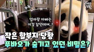 Why was Little Grandpa surprised by FuBao? | Everland Panda World