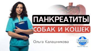 Панкреатиты собак и кошек